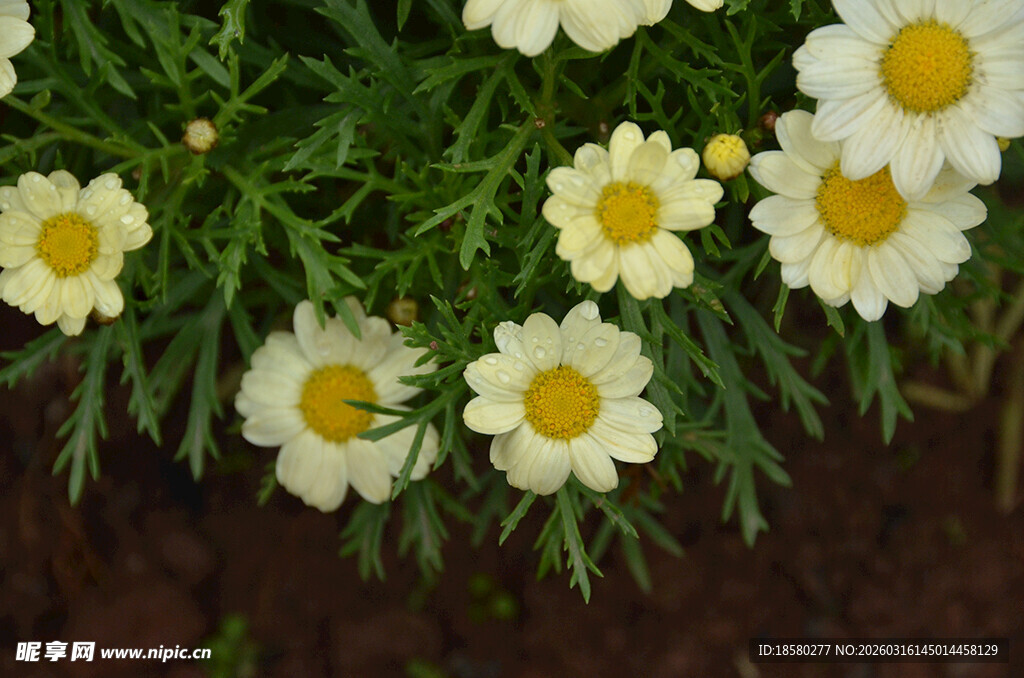 白色小花绽放绿意间