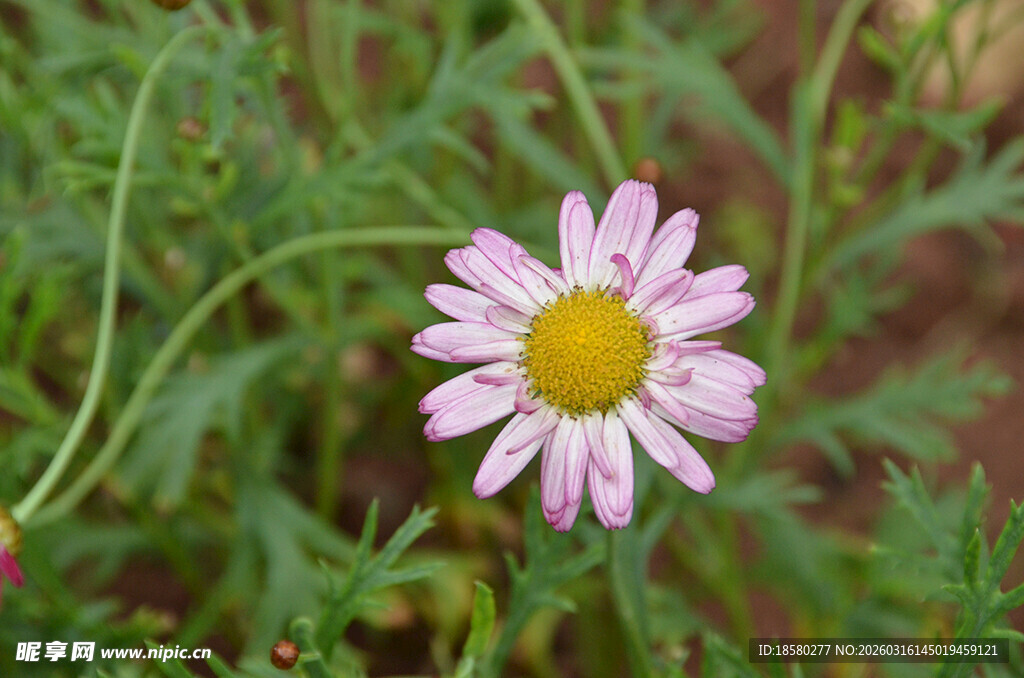 单朵粉色雏菊绽于绿草间