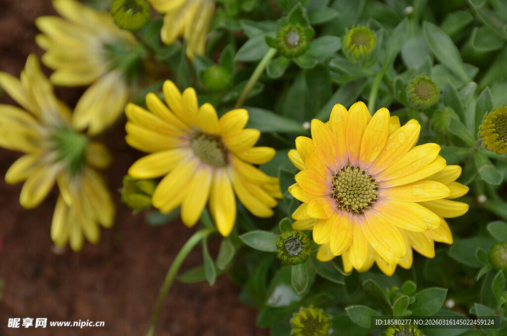 黄色雏菊绽放于绿叶间