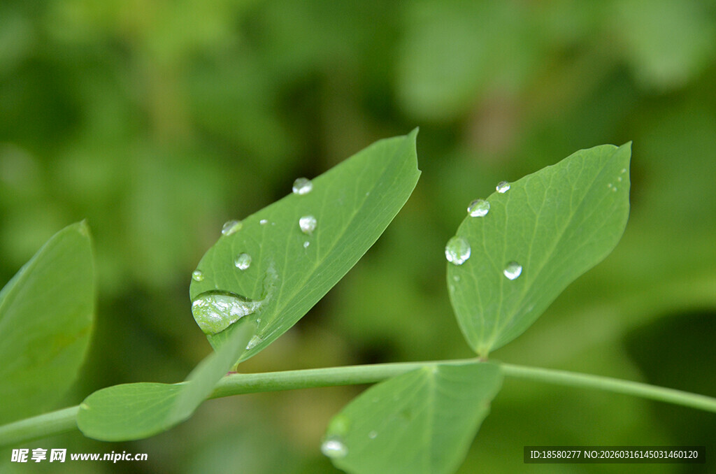 绿叶上的晶莹水珠