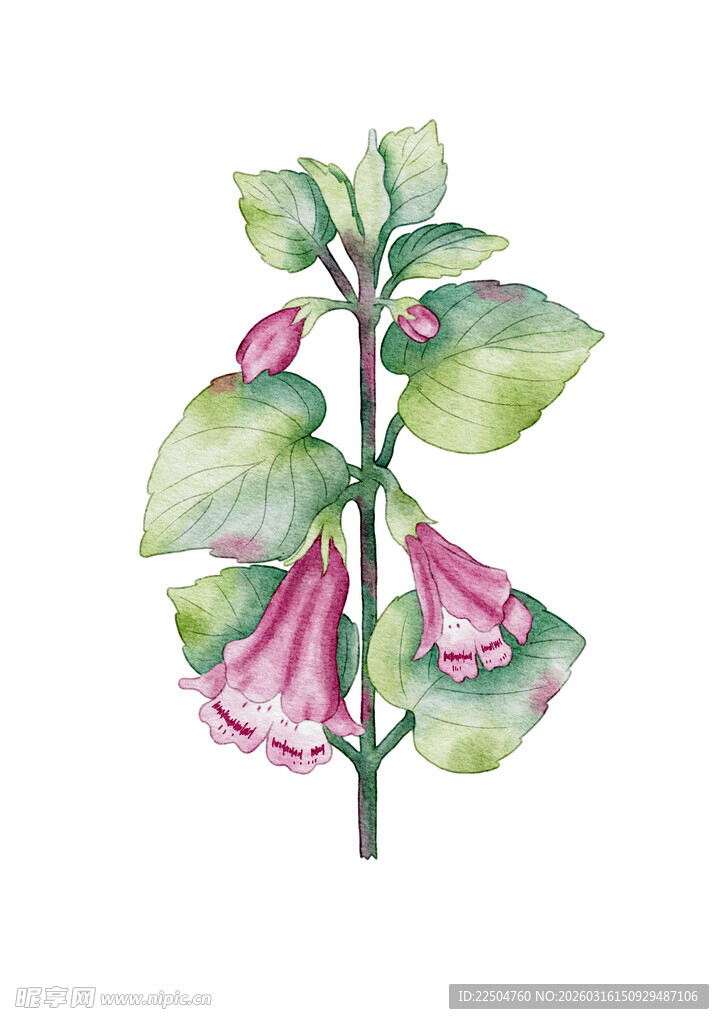 手绘插画中药材活血丹素材