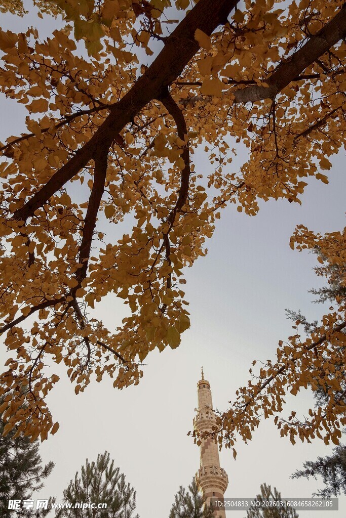 秋日树枝下的纪念碑