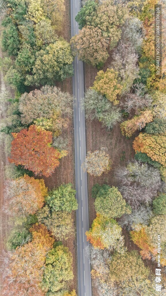 秋日林间公路鸟瞰美景