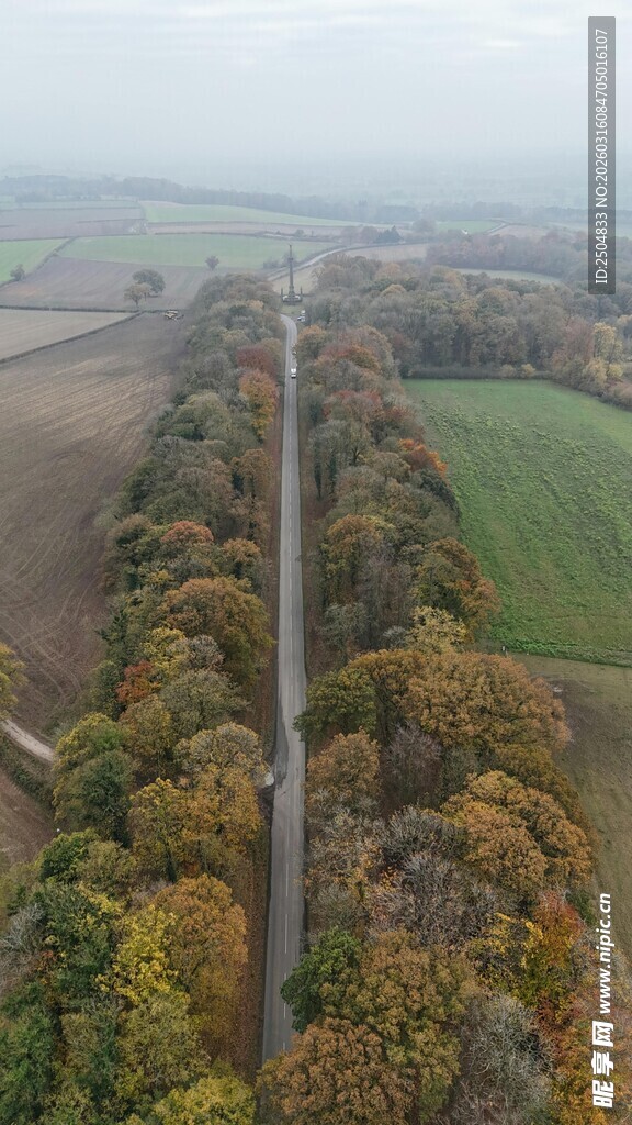秋日田野间的林荫大道