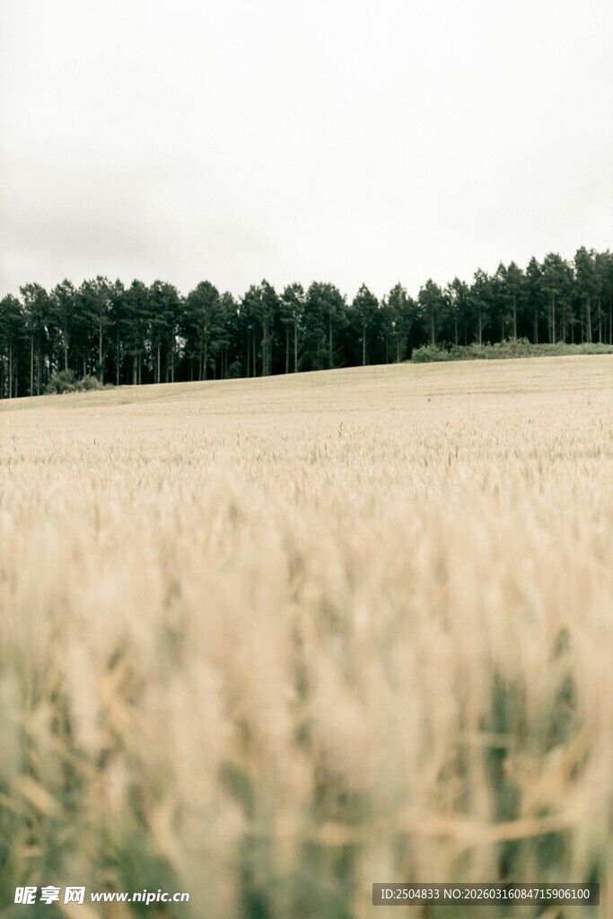 金黄麦田与远处的绿树