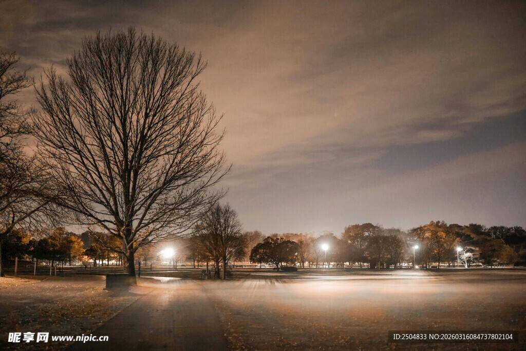 冬夜旷野孤树静谧景象