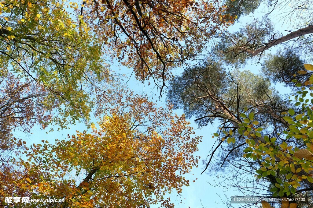 秋日仰拍斑斓树林美景