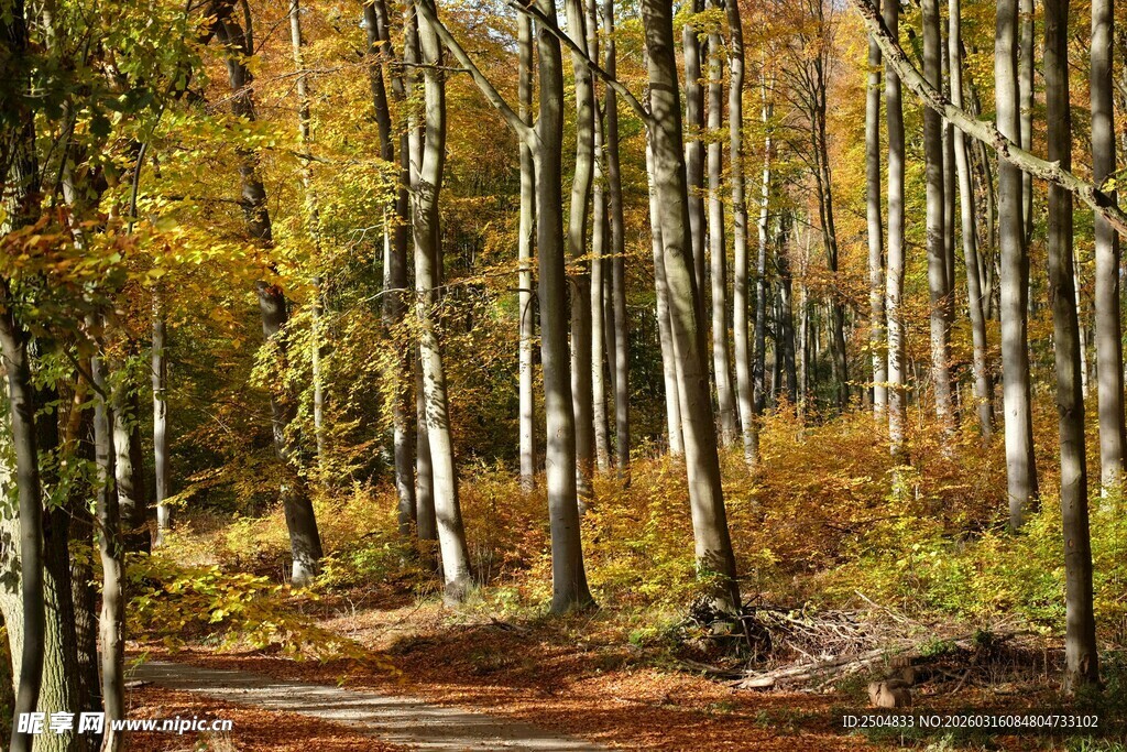 秋日林间小道美景