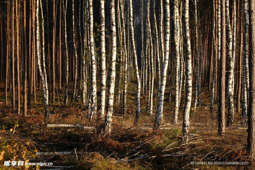 秋日白桦林风景