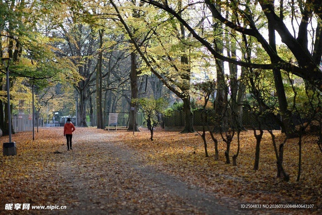 秋日林间独行美景