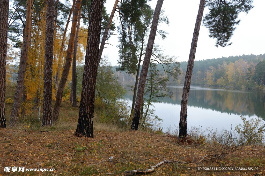 秋日湖畔树林美景