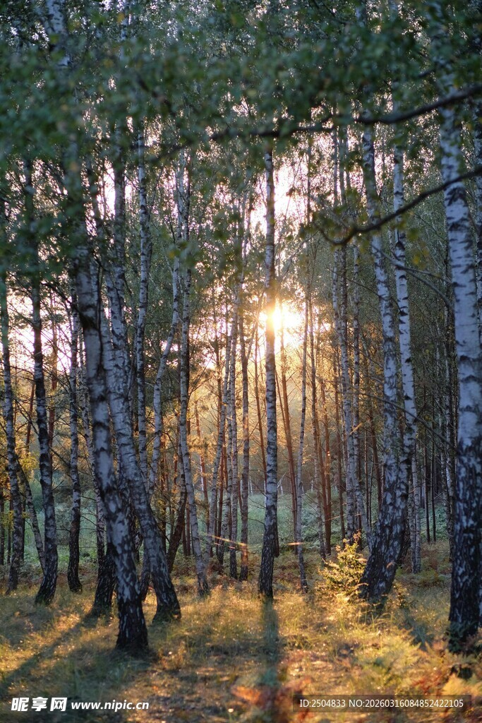 秋日林间阳光洒落美景
