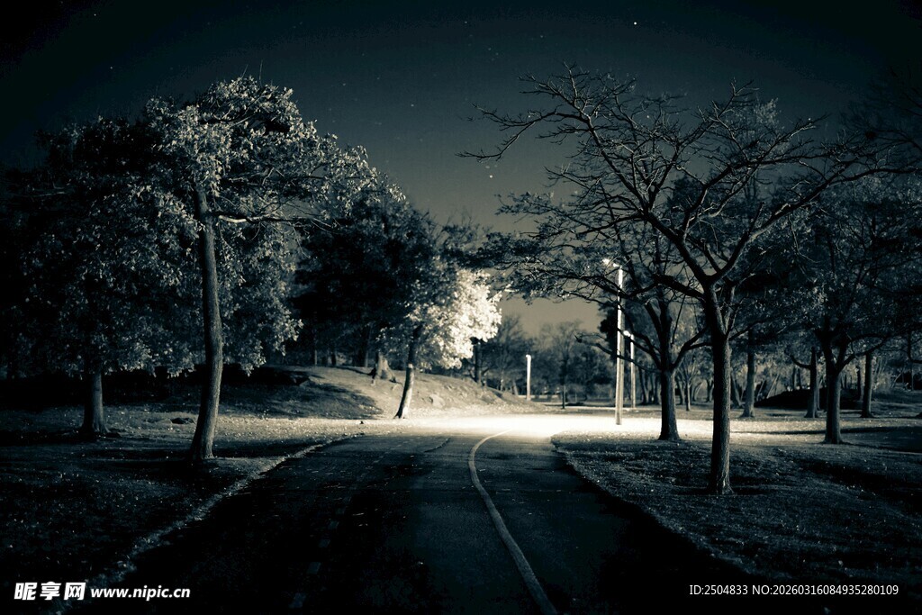 夜晚林间道路静谧景象