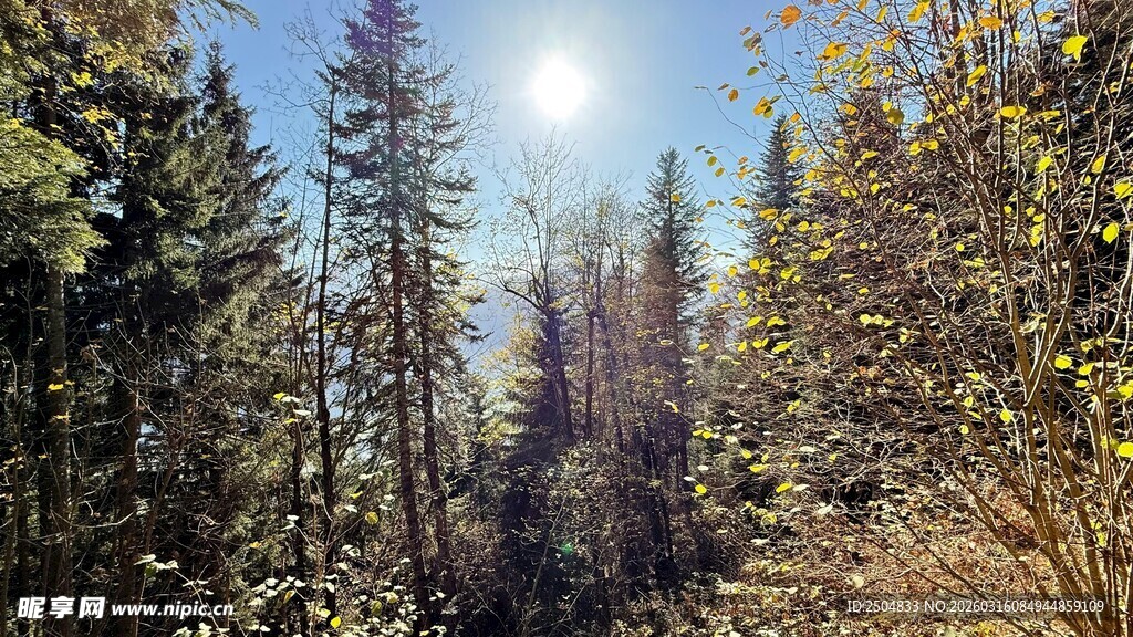 阳光照耀下的茂密山林