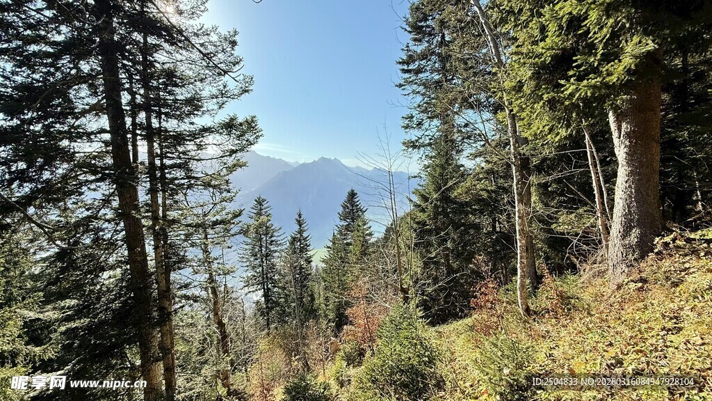 山林美景 松影与远山