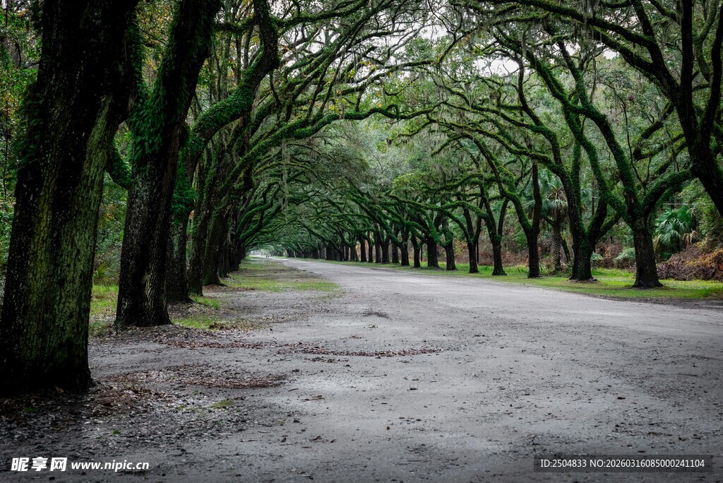 林间幽径 静谧绿意风景