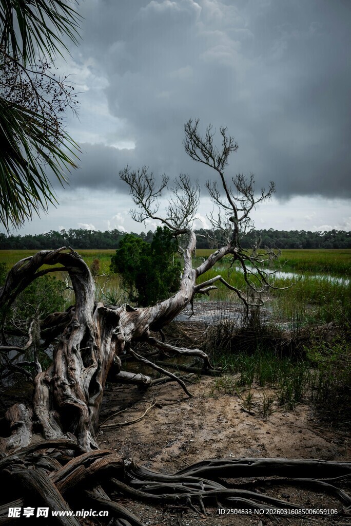 暴风雨前的枯树与湿地景观