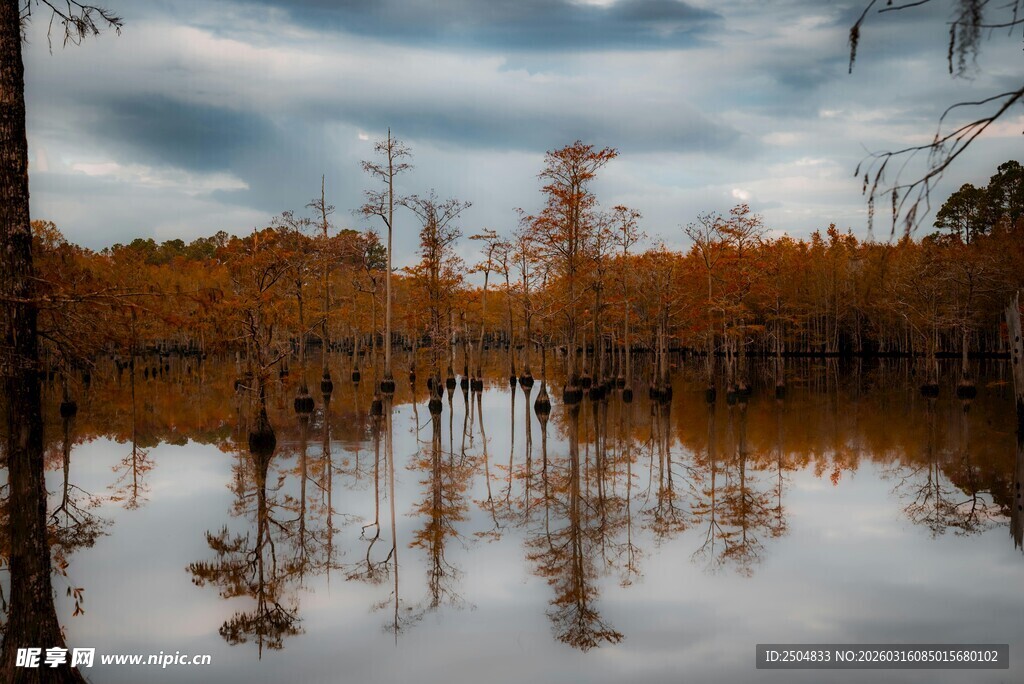 秋日湖畔水杉林倒影美景