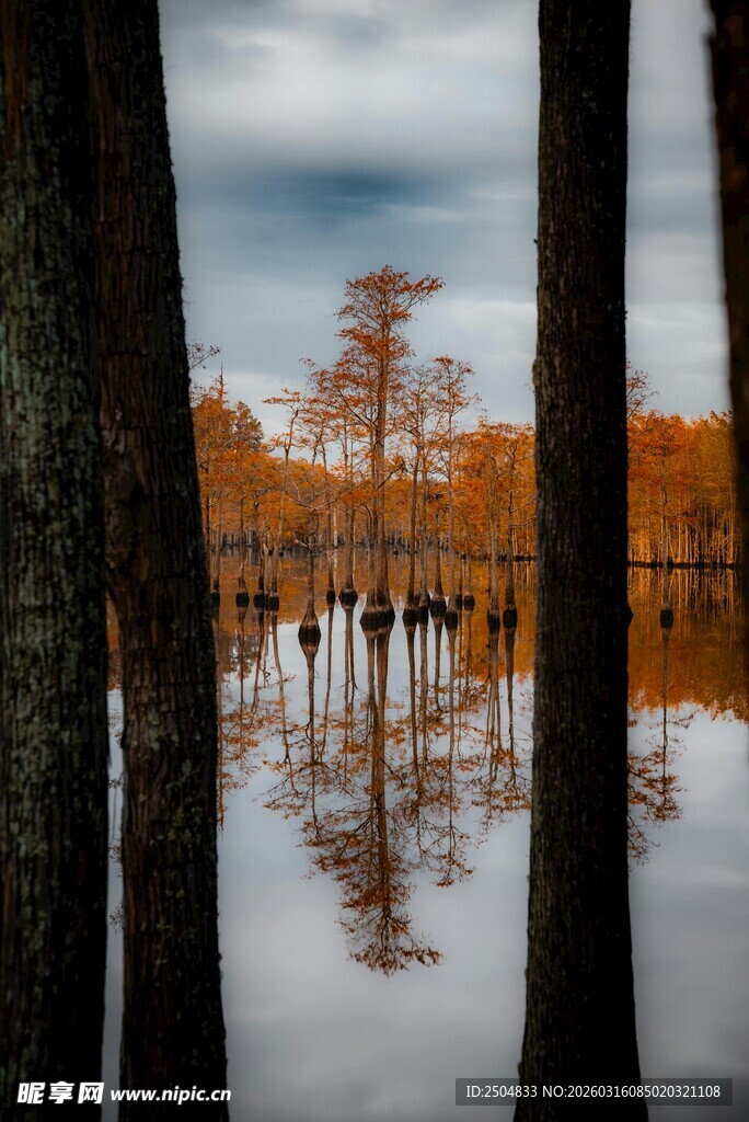秋日水边林立的倒影树木