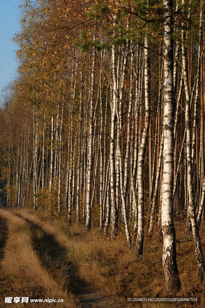 秋日白桦林 林间小道风光