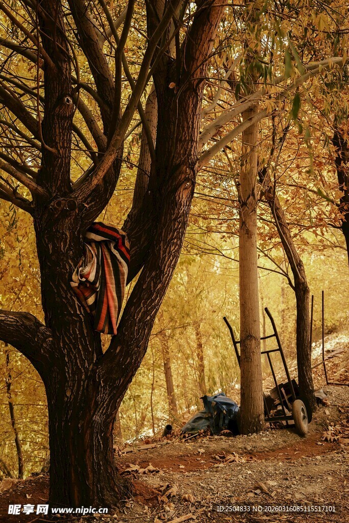 秋日林间露营场景