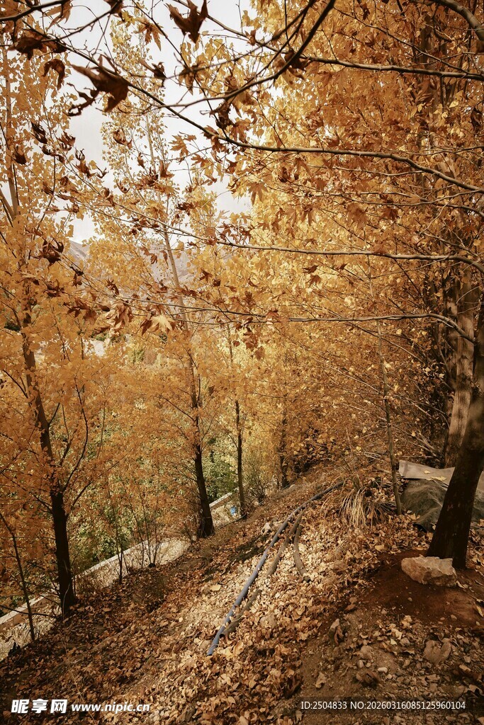 秋日林间小径的斑斓美景