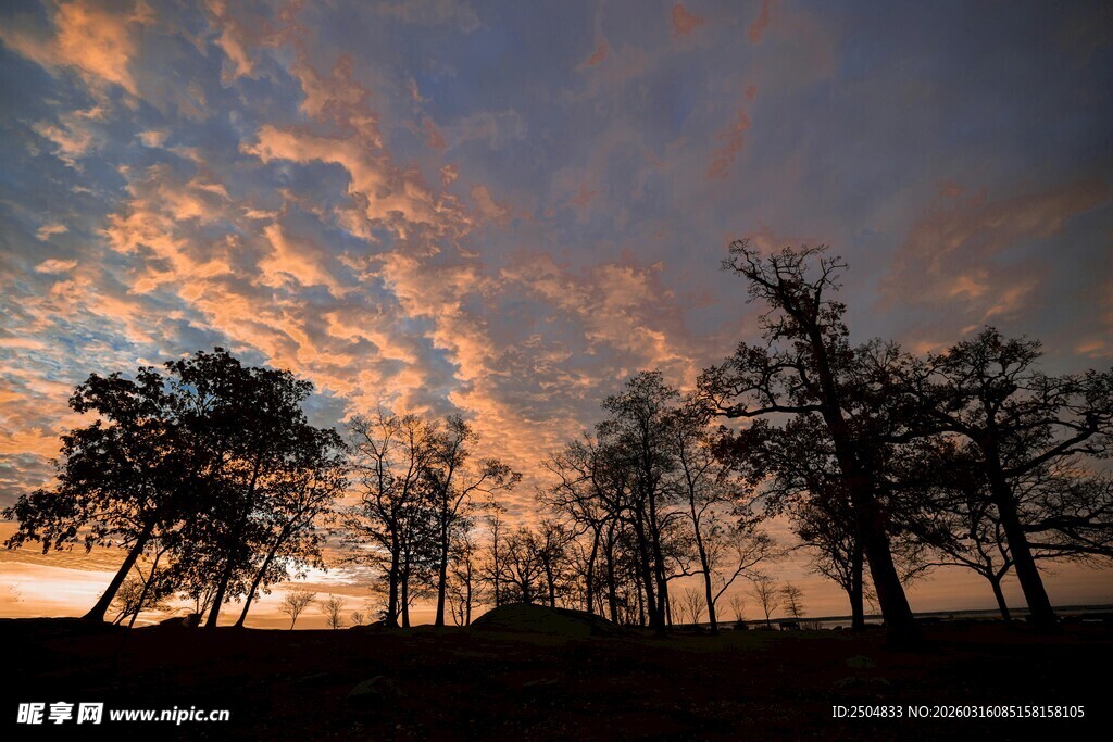 夕阳下的树木与绚丽云彩