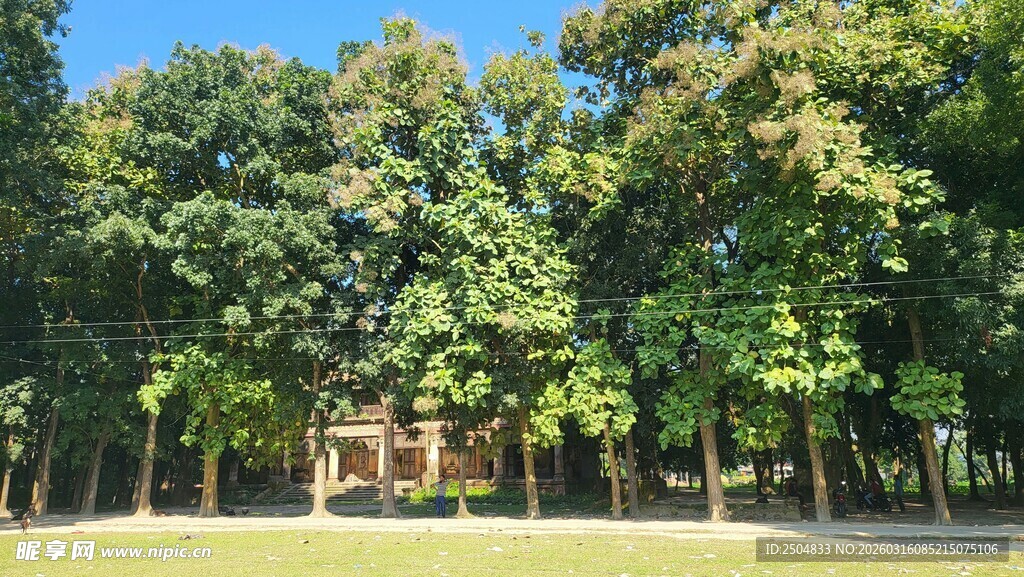 阳光照耀下的林间景致