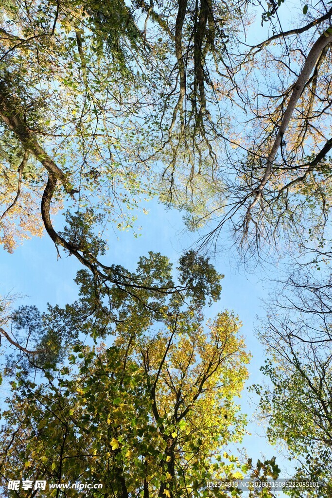 仰视秋日繁茂树林树冠