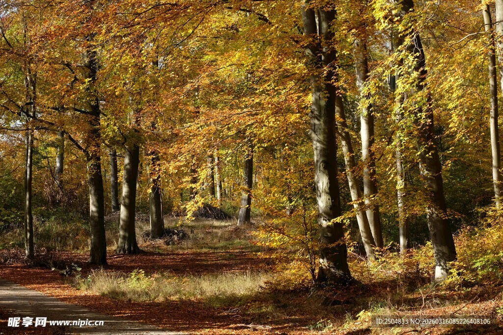 秋日林间小道美景
