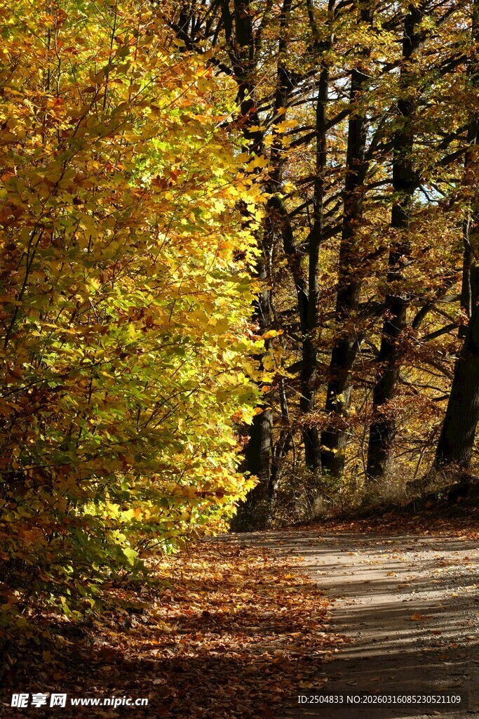 秋日林间小道美景