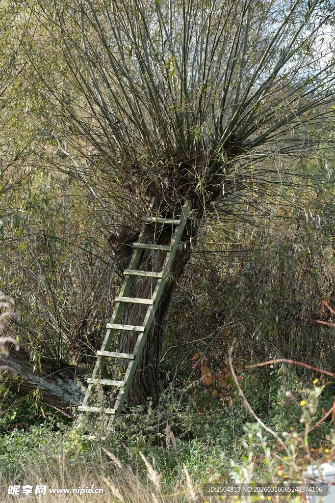 野外木梯搭于植被旁