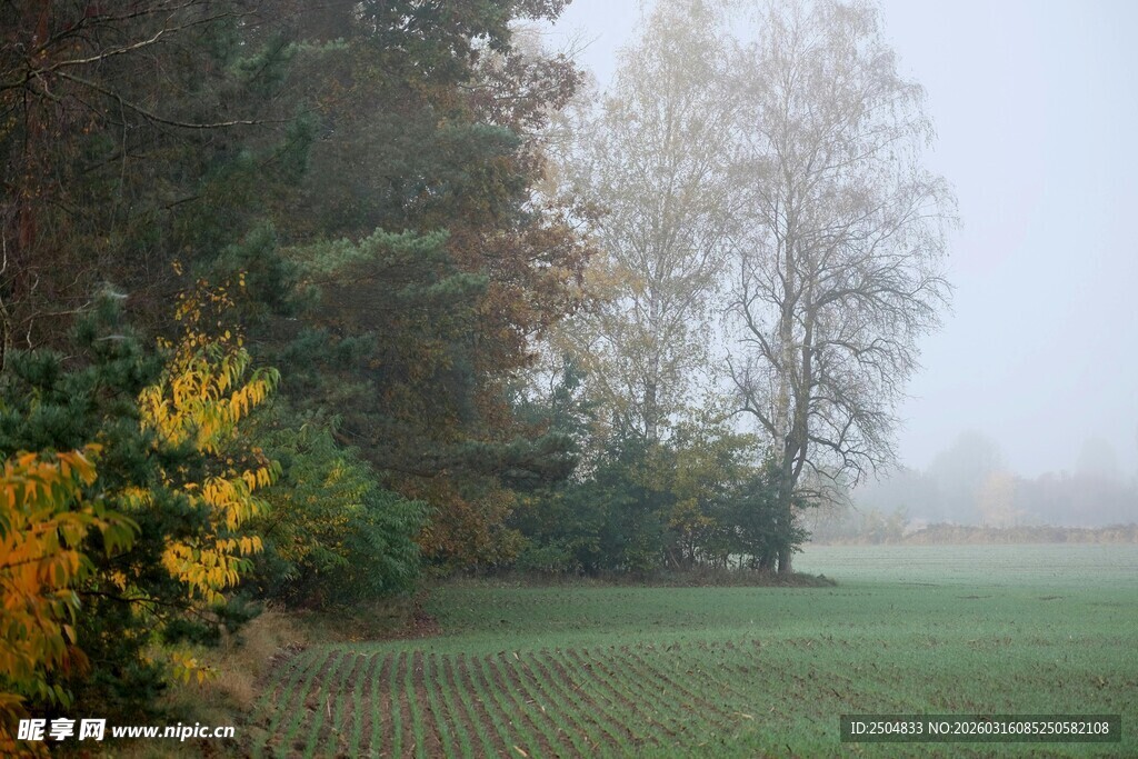 雾中田野与斑斓树木