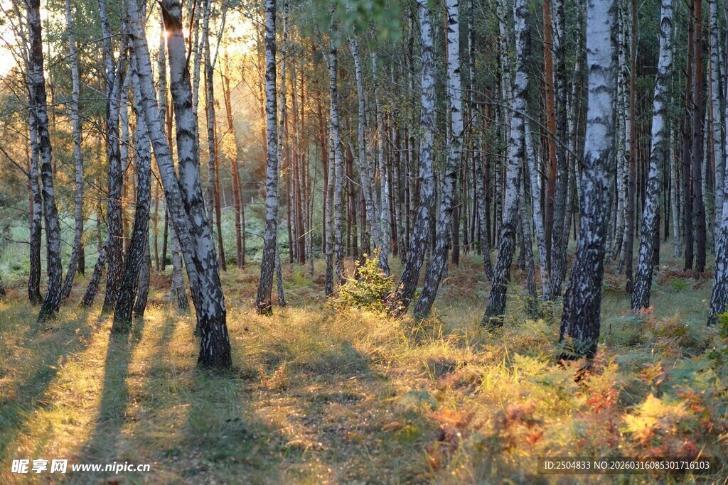 秋日林间阳光洒落美景