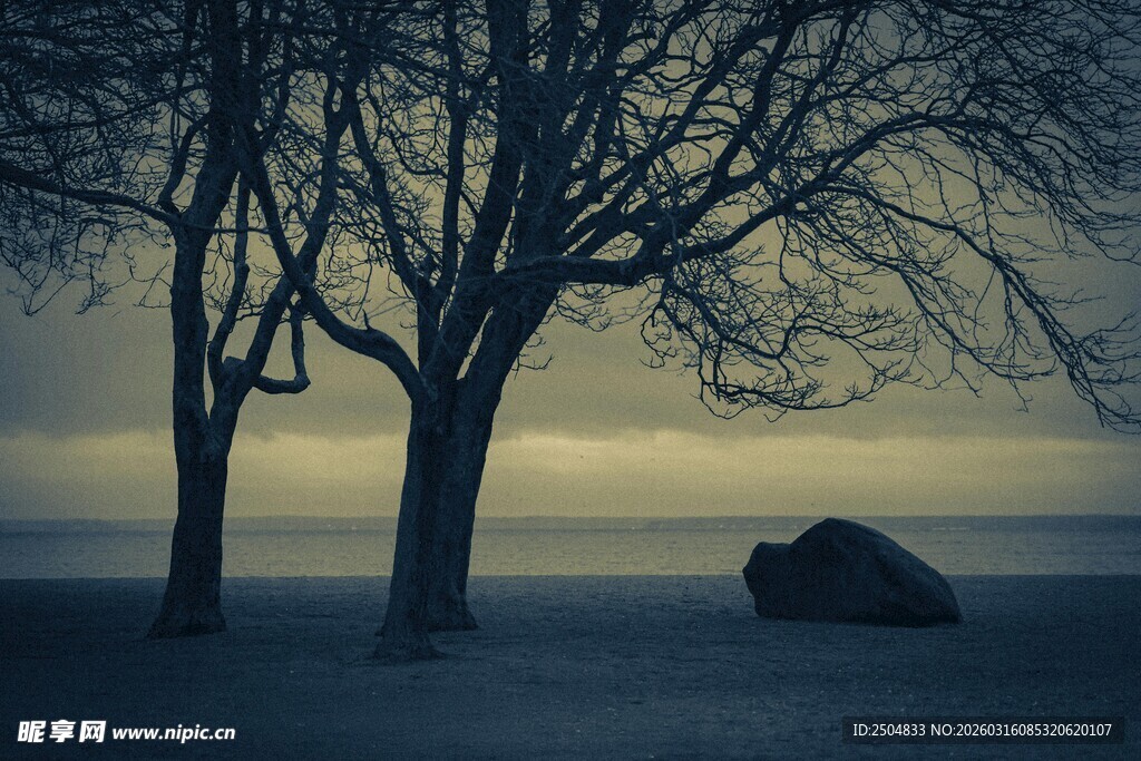 冬日旷野枯树与孤石