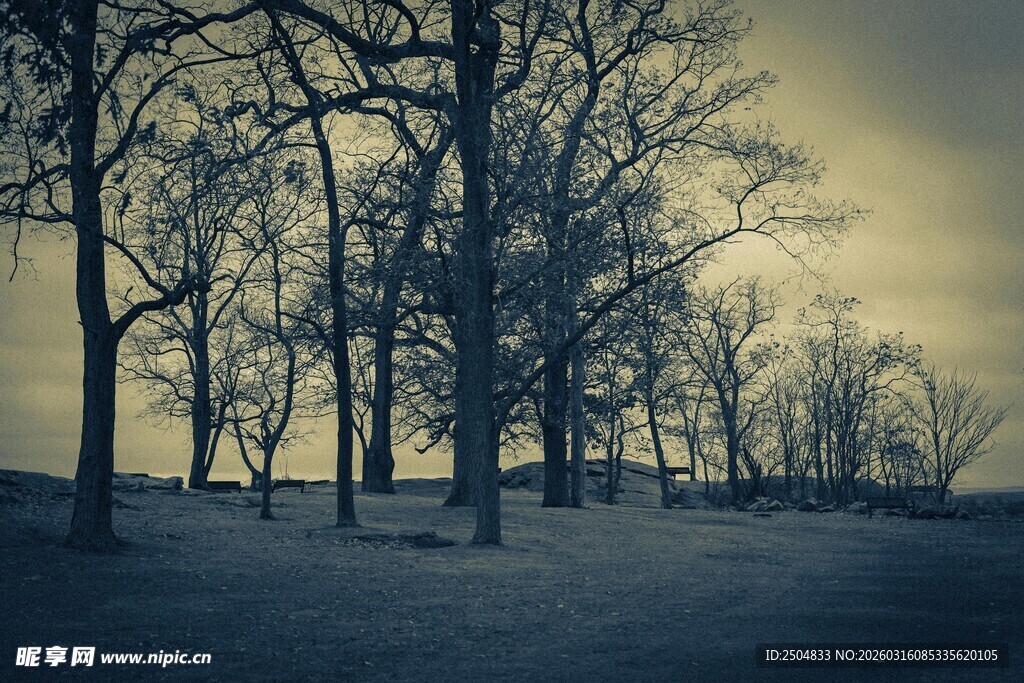 黄昏下的孤寂树林