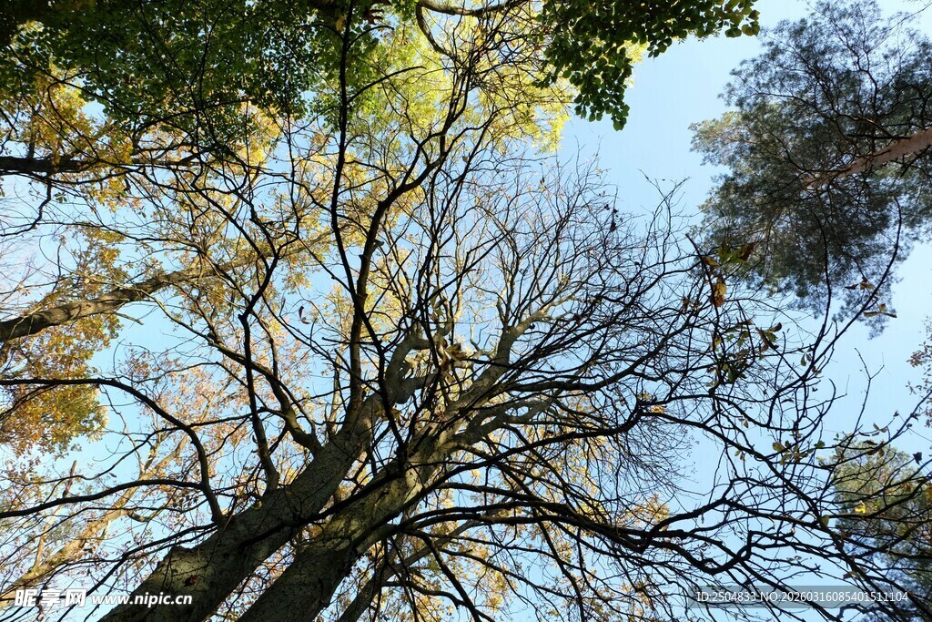 仰观秋日树林高大树木