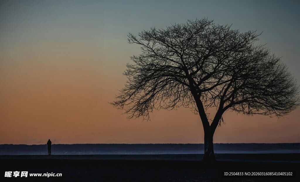 黄昏孤树 尽显静谧之美