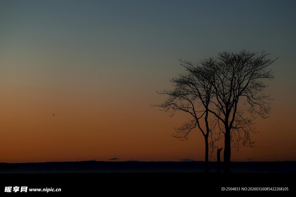 黄昏下的孤树
