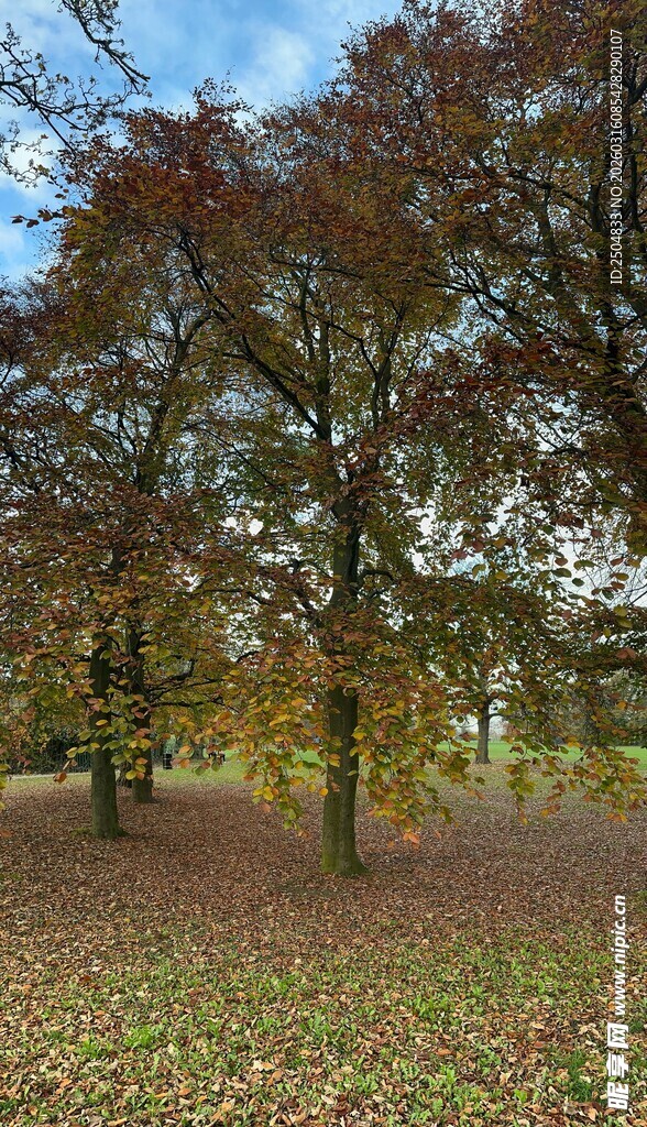 秋日公园斑斓树木景致