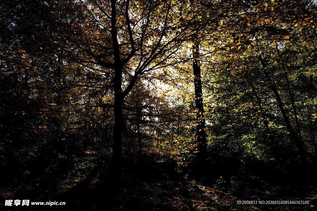 阳光穿透树林的静谧景象