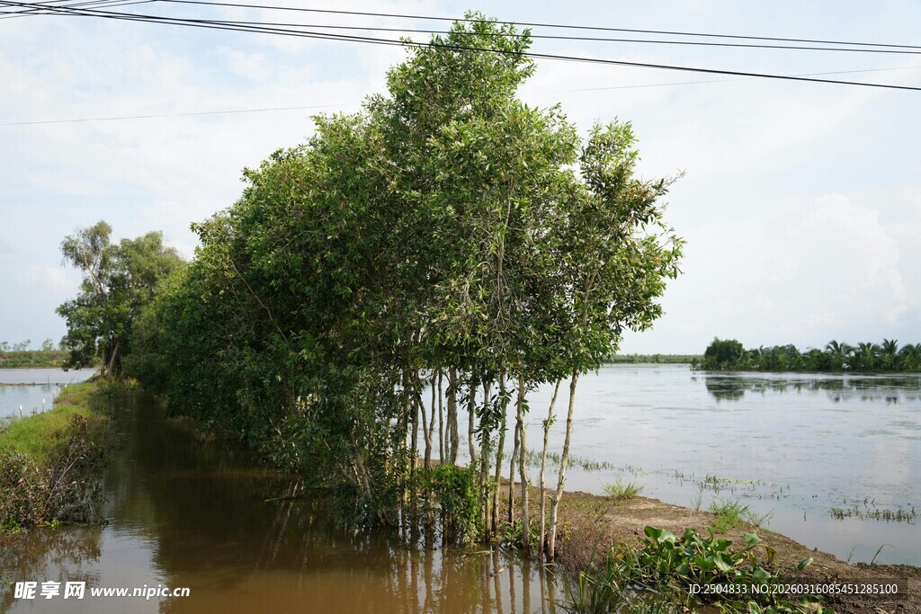 水边茂盛绿树景观