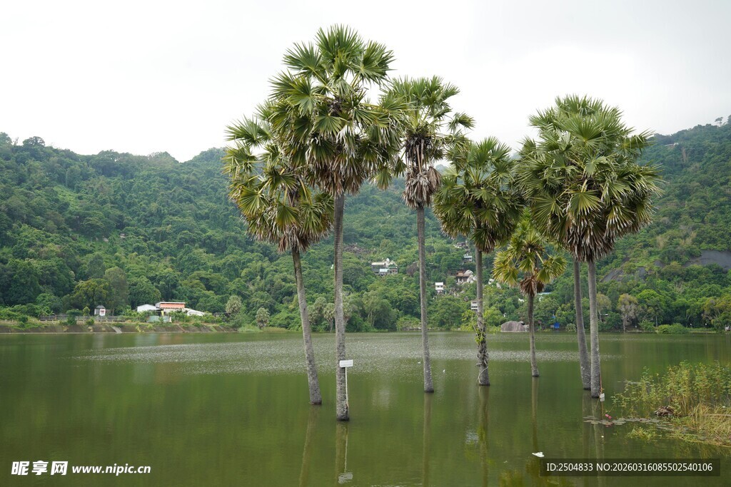 湖畔挺立的高大棕榈树