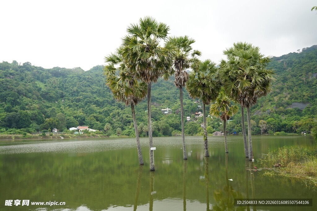 湖畔椰树映绿水