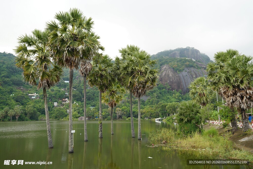 湖畔椰林 远山相映风光美