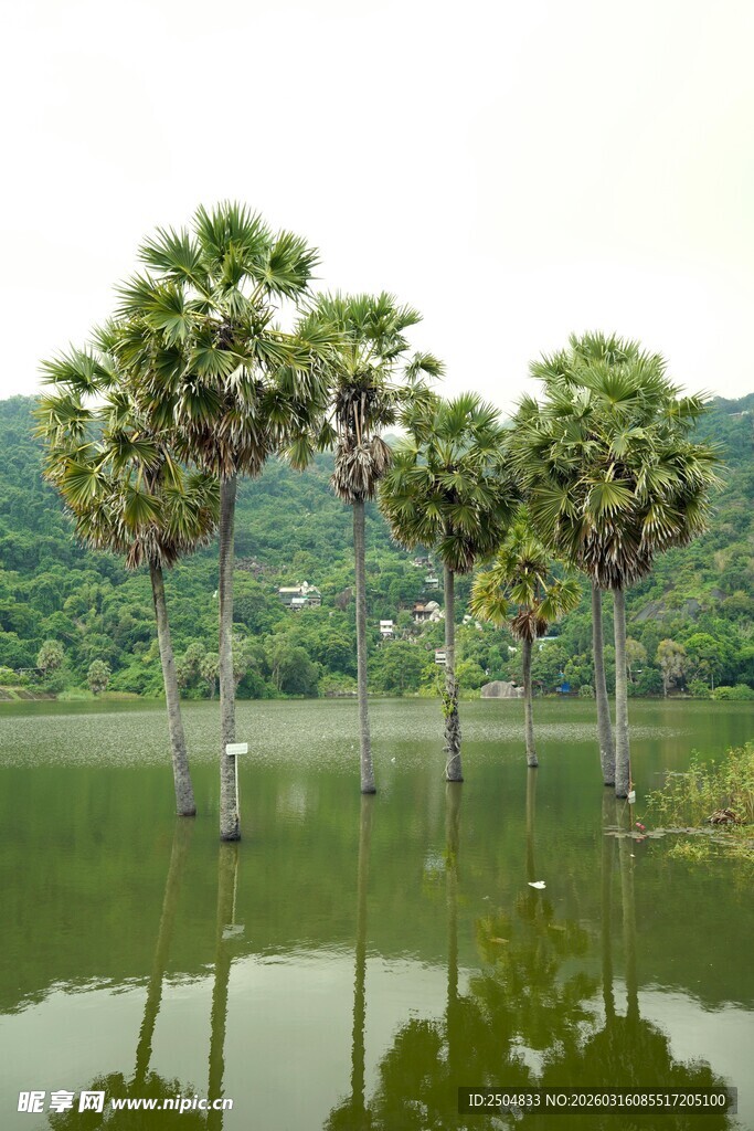水中椰树倒影的静谧风光