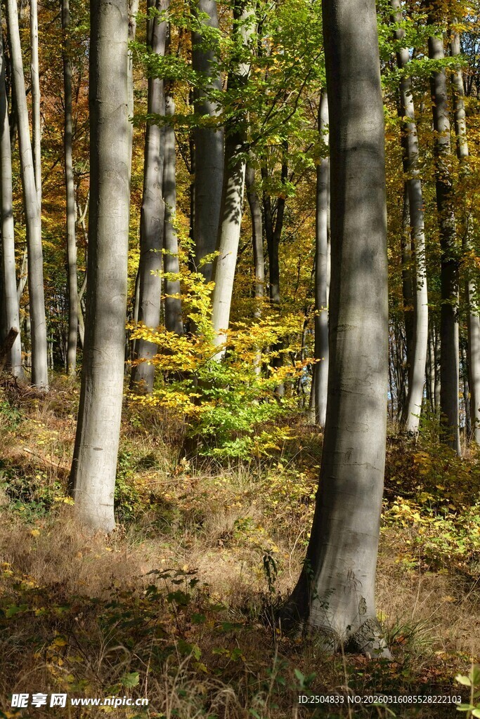 秋日森林中的挺拔树木