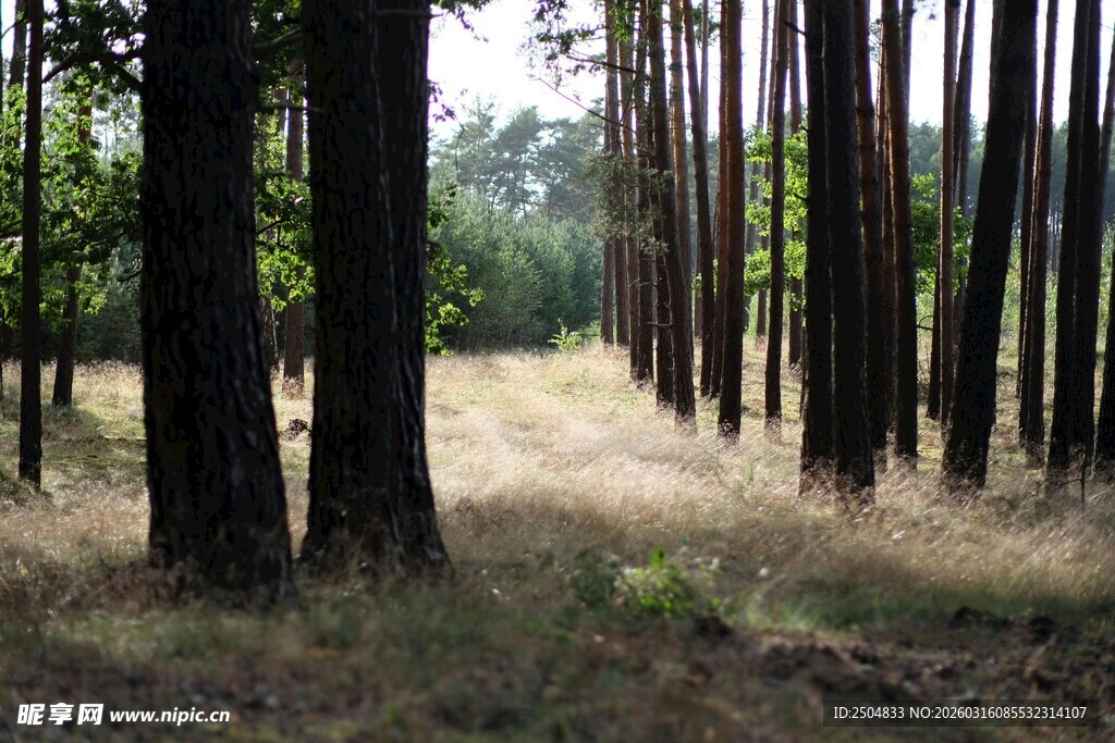 林间小道 静谧自然之景