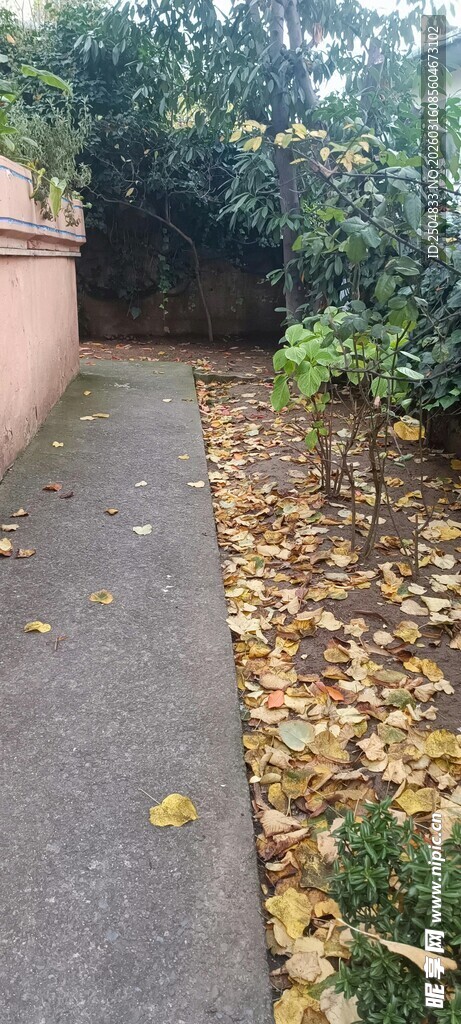 秋日小径落满金黄树叶