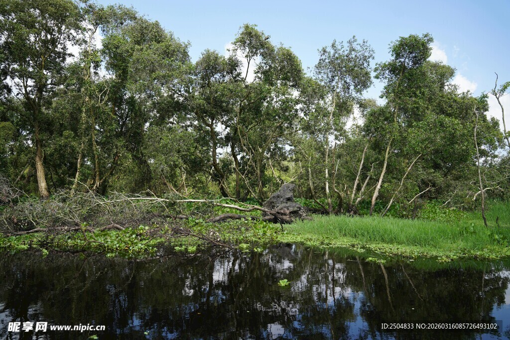 宁静河畔绿植景观